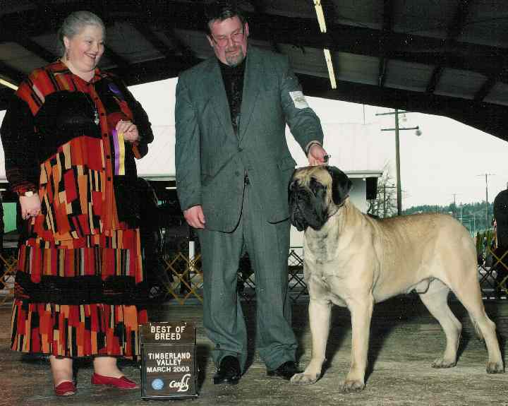 Timberland mastiff sales