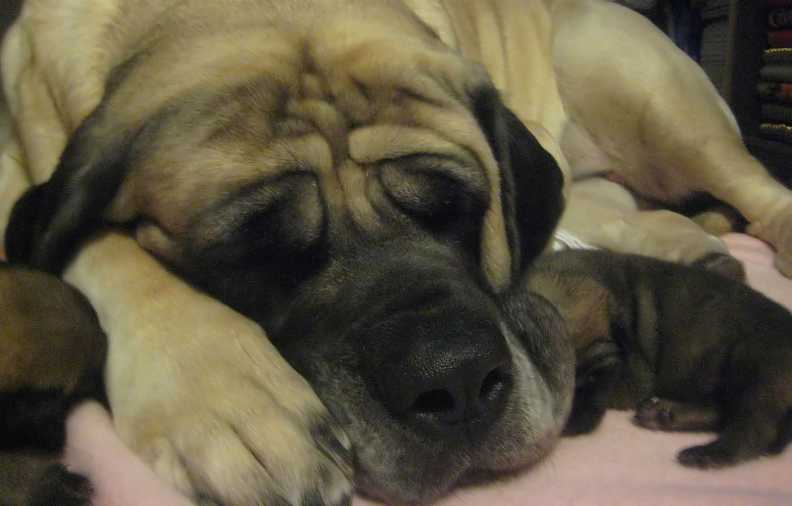 Bonnie sleeping with her babies