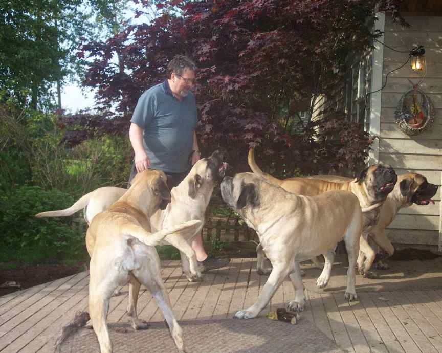 Five mastiffs happy to see daddy