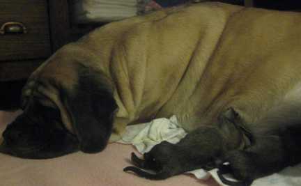 Mastiff babies first meal at home
