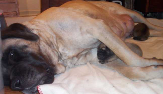 Lil with two newborn mastiff pups 3/7/06