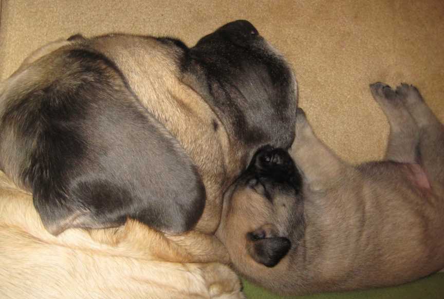Mastiff mom and puppy sleeping together