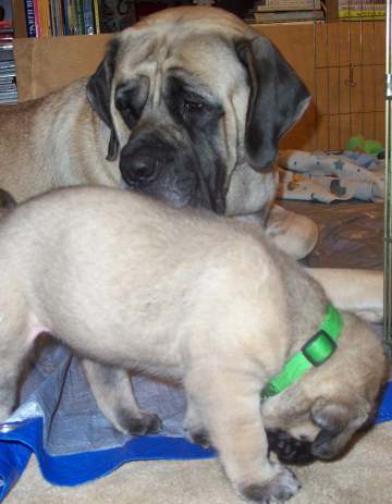 Puppies love playing with mom