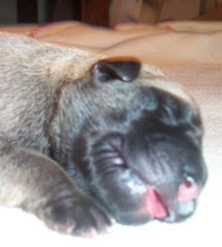 One day old mastiff pup face close up