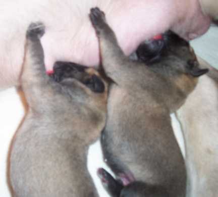 Lil's newborns nursing