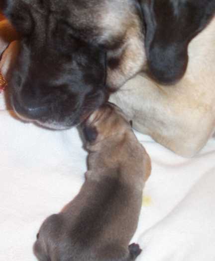 Lil licking a newborn pup